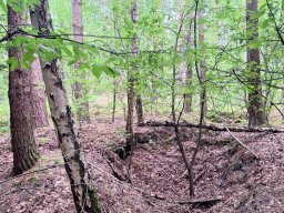Der Wald bietet eine große Auswahl an Löchern und Senken