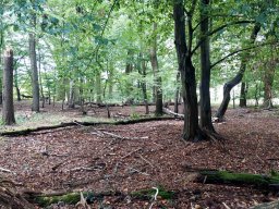 Typischer Laubwald